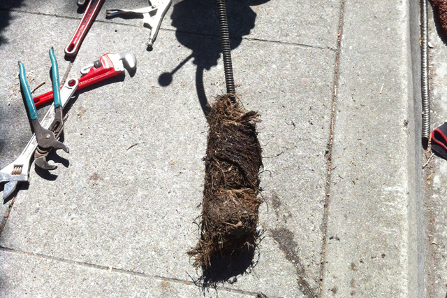 Roots Pull from Main Drain